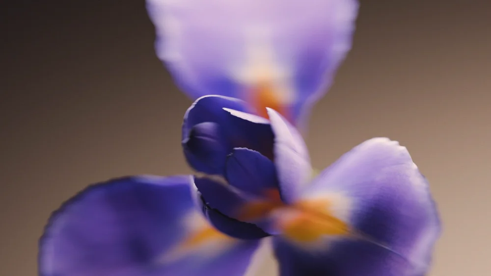 繊細な紫色のアイリスの花